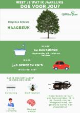 Carpinus